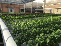 The Beth Greenhouse